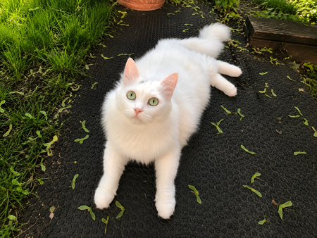Entry image for Athéna. Clicking this image will show a larger photo