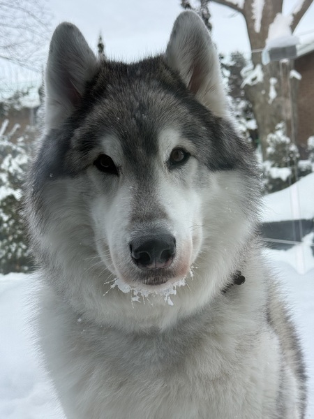 Entry image for Chico. Clicking this image will show a larger photo