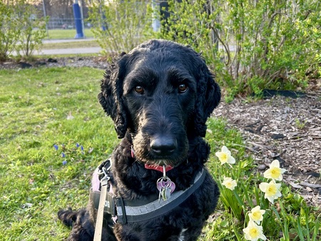 Entry image for Nora. Clicking this image will show a larger photo
