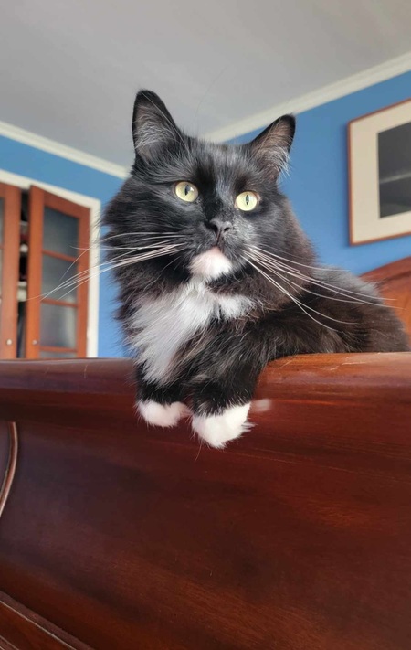 Entry image for Tuna . Clicking this image will show a larger photo