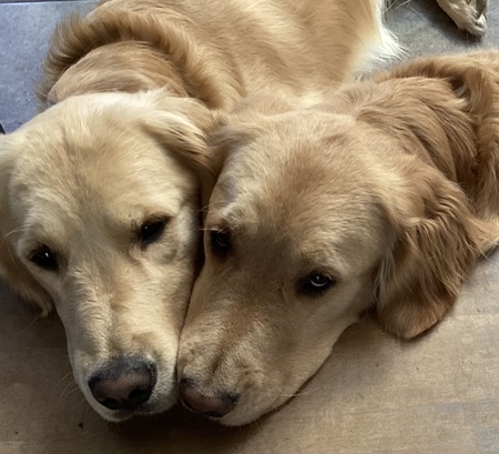 Entry image for Milo et Louna. Clicking this image will show a larger photo