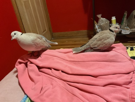 Entry image for Coco and Gigi. Clicking this image will show a larger photo