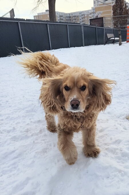 Entry image for Toby . Clicking this image will show a larger photo