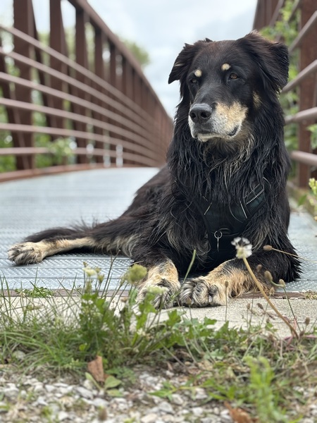 Entry image for Bosco. Clicking this image will show a larger photo
