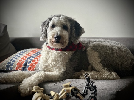 Entry image for Rufus. Clicking this image will show a larger photo
