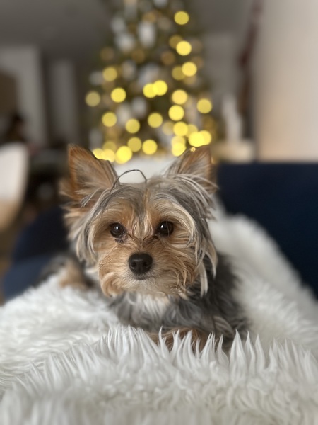 Entry image for Stella. Clicking this image will show a larger photo