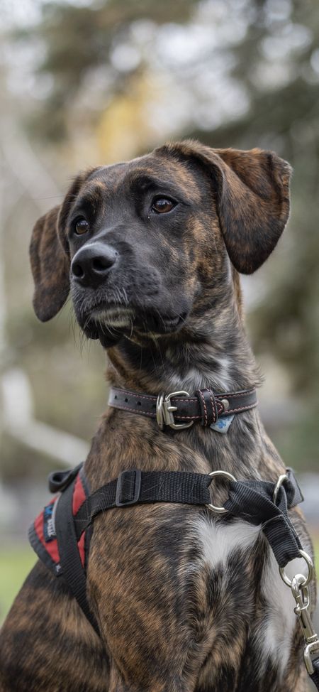 Entry image for Lola. Clicking this image will show a larger photo