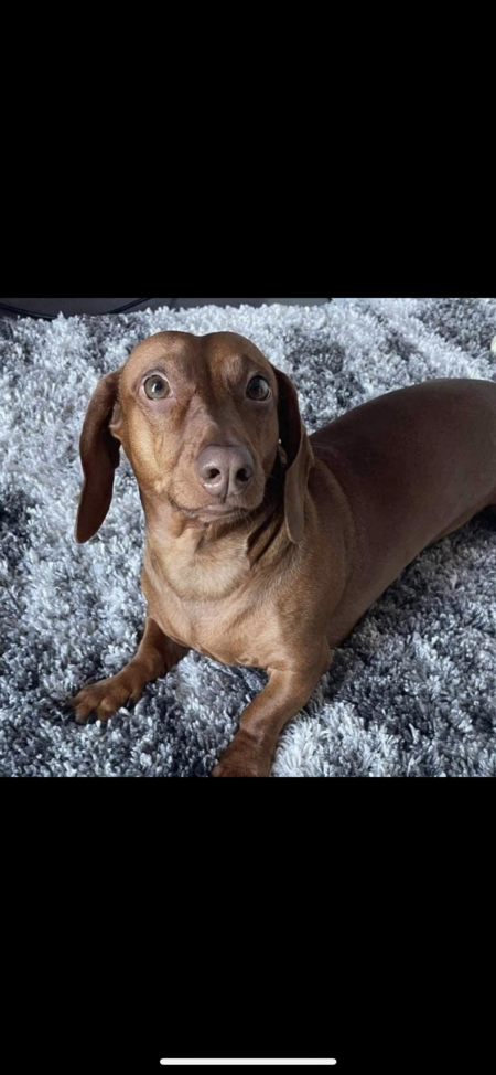 Entry image for Milo . Clicking this image will show a larger photo