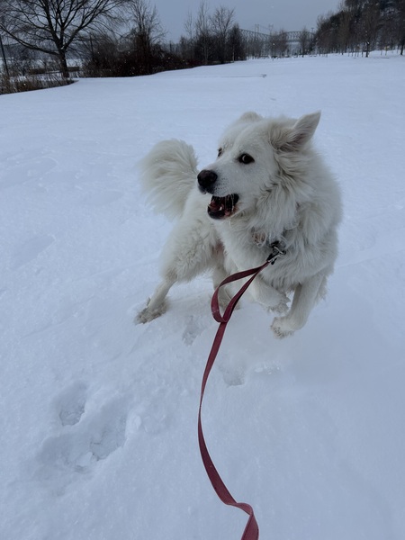 Entry image for Winston. Clicking this image will show a larger photo