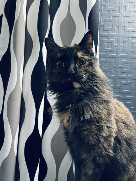 Entry image for MAGGIE. Clicking this image will show a larger photo