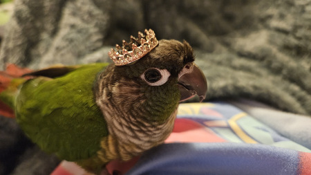 Entry image for Murphy . Clicking this image will show a larger photo