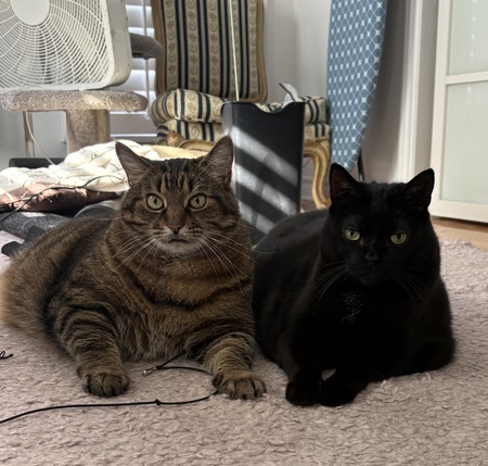 Entry image for Chonk and Velvet. Clicking this image will show a larger photo