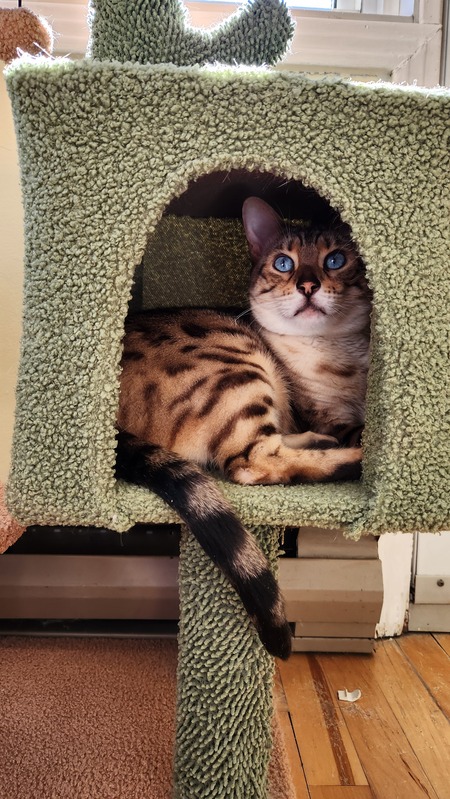 Entry image for Suki. Clicking this image will show a larger photo