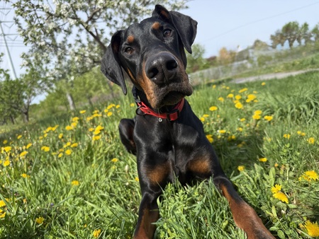 Entry image for Dobby. Clicking this image will show a larger photo