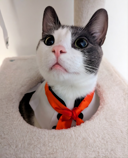 Entry image for Charlie. Clicking this image will show a larger photo