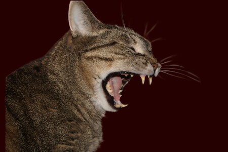 Entry image for Filou. Clicking this image will show a larger photo