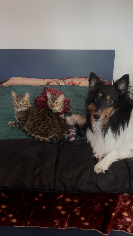 Entry image for Jin, Athena, Stella et Mayumi. Clicking this image will show a larger photo