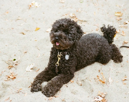 Entry image for pierre. Clicking this image will show a larger photo