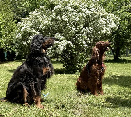 Entry image for Sofia et Alice. Clicking this image will show a larger photo