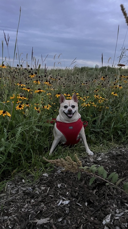 Entry image for Stella. Clicking this image will show a larger photo