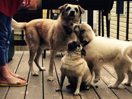 Apollo, Furiosa and Macaroni
