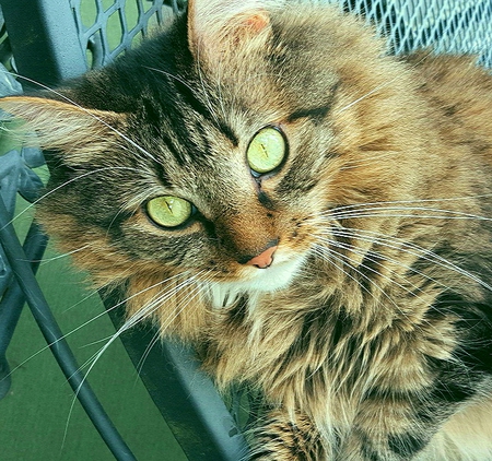 Charlee 