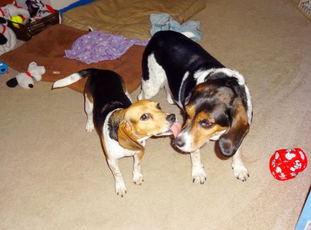 Daisy & Molly