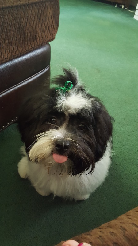 Cooper 