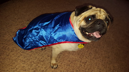 Buster The Wonder Pug