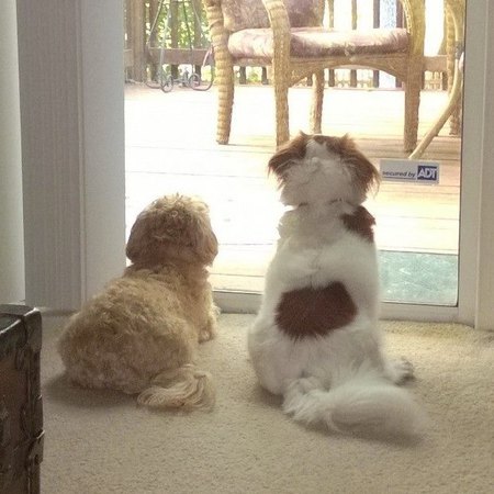 Gizmo and Harley