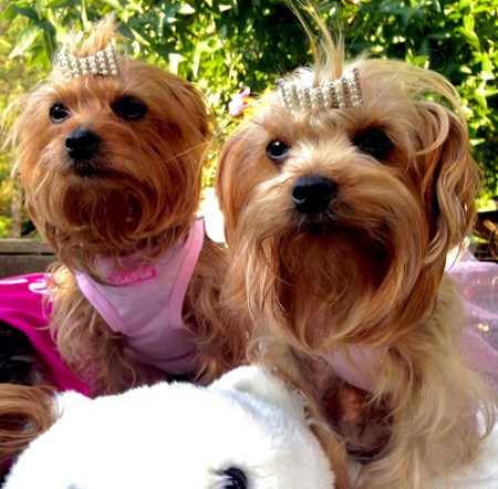 Bella and Stella