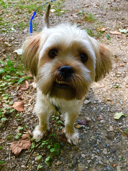 Yoda