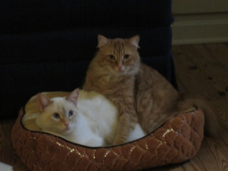 PJ & Solomon