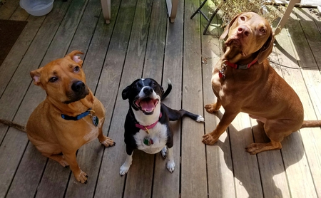 Herbie, Shelby & Dodge