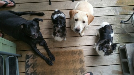 Jerry, Hank, Kit and Bo
