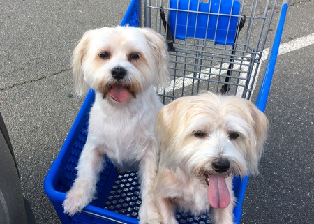 Codi and Bentley 