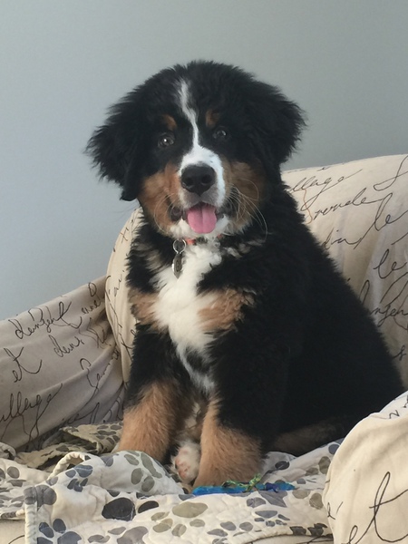 Angus "Gus"