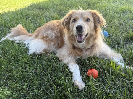 Entry image for Cooper. Clicking this image will show a larger photo