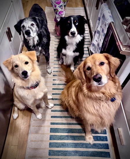Entry image for Lucky. Clicking this image will show a larger photo