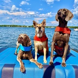 Entry image for Jethro (MHWR) , Moe , Samson 