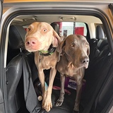 Entry image for Khloe and Wolfie