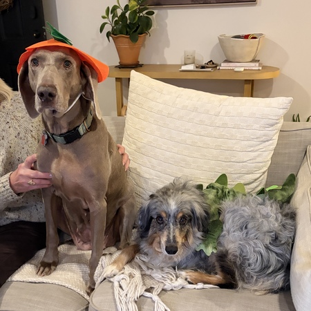 Entry image for Leah (and Aussie cousin, Arbor). Clicking this image will show a larger photo