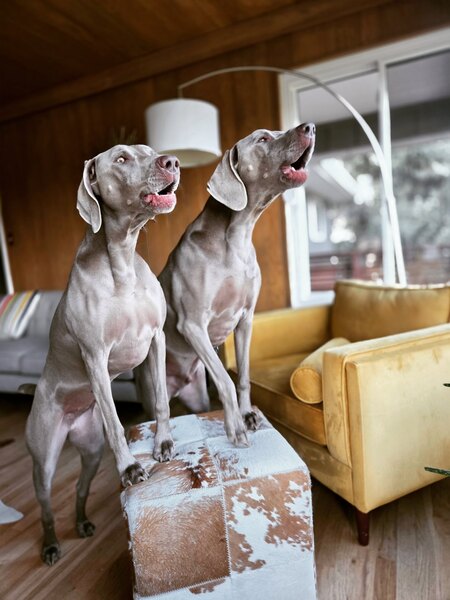 Entry image for Junia and Jasper . Clicking this image will show a larger photo