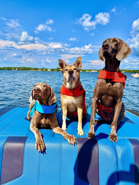 Entry image for Jethro (MHWR) , Moe , Samson . Clicking this image will show a larger photo