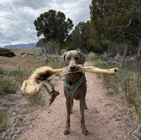 Entry image for Rumbo. Clicking this image will show a larger photo