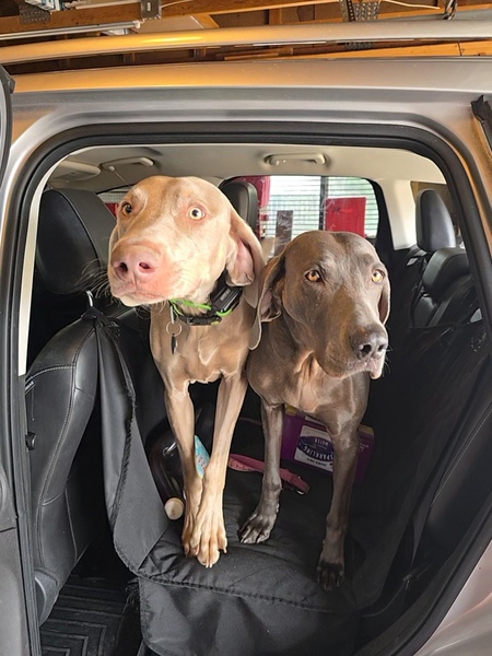 Entry image for Khloe and Wolfie. Clicking this image will show a larger photo