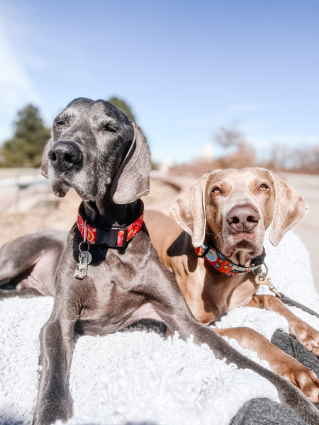 Entry image for Drake and Rowan . Clicking this image will show a larger photo
