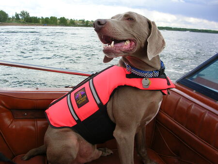 Entry image for Gunner. Clicking this image will show a larger photo