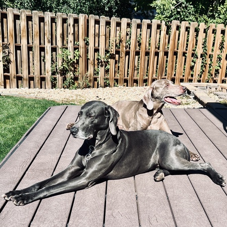 Entry image for Clyde & Katie. Clicking this image will show a larger photo