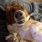 Entry image for Sir Beauregard